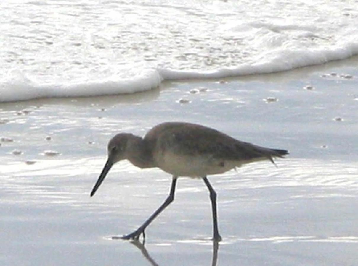 מלון גולף שורז Sandpiper 2C מראה חיצוני תמונה